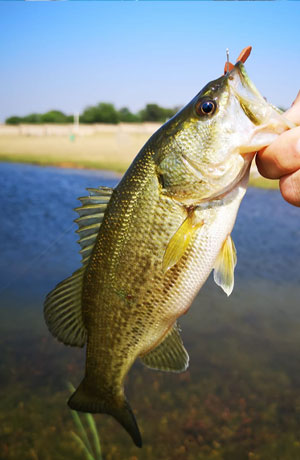 Bass fishing at Gnu Valley catch-and-release dam