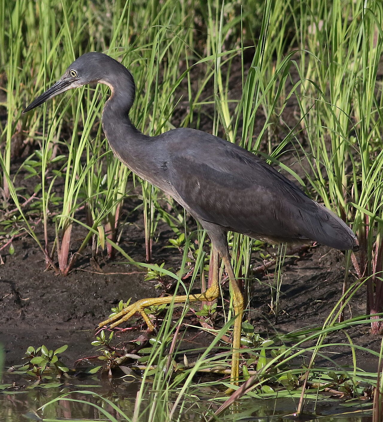 Slaty Egret bird standing in green wetland grass
